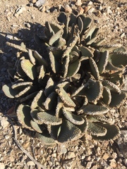 Opuntia basilaris