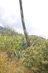 Agave cordillerensis