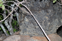 Constrictotermes cyphergaster