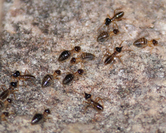 Constrictotermes cyphergaster