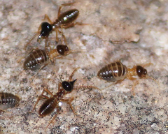 Constrictotermes cyphergaster