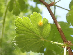 Cronartium ribicola