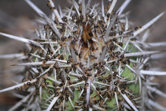 Constrictotermes cyphergaster
