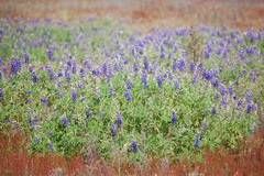 Lupinus pubescens