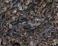 Constrictotermes cyphergaster