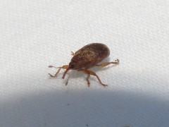 Lignyodes bischoffi