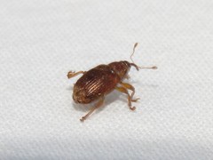 Lignyodes bischoffi