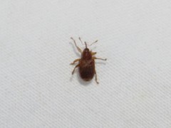 Lignyodes bischoffi