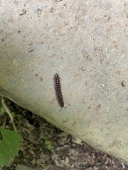 Pseudopolydesmus canadensis