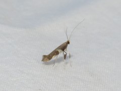 Caloptilia umbratella