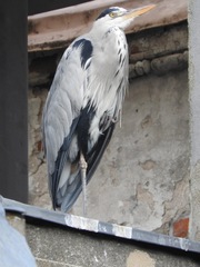 Ardea cinerea