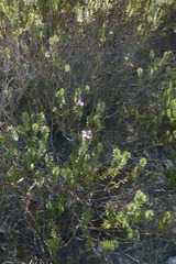 Adenandra gummifera