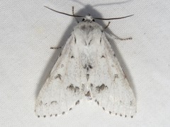 Acronicta innotata