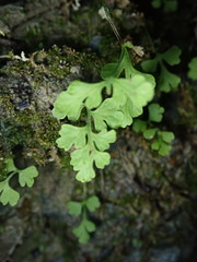 Cryptogramma stelleri