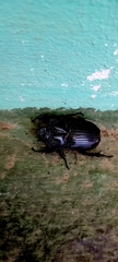 Phileurus