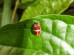 Asphaera discicollis