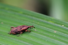 Paramasius distortus