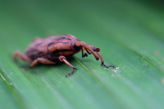 Paramasius distortus