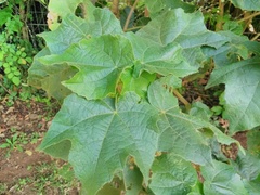 Dombeya pulchra