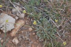 Eriogonum lachnogynum