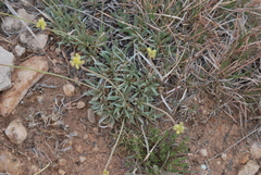 Eriogonum lachnogynum