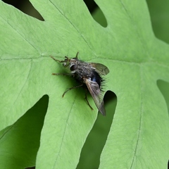 Epalpus