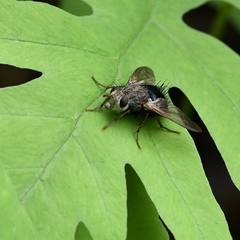 Epalpus