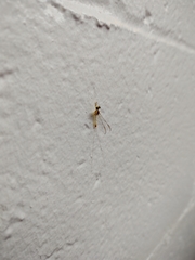 Maccaffertium mediopunctatum