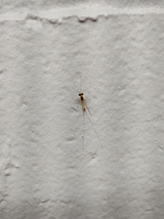 Maccaffertium mediopunctatum