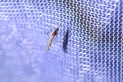 Anopheles franciscanus