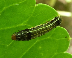 Lagarta-das-folhas (Spodoptera eridania)