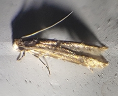 Tineidae clade b