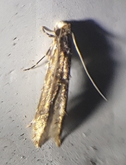 Tineidae clade b