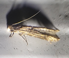 Tineidae clade b