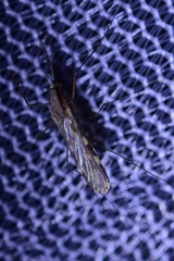 Anopheles franciscanus