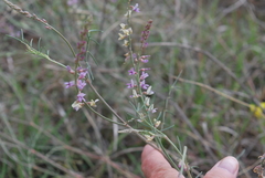 Astragalus gracilis