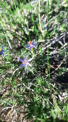 Calectasia