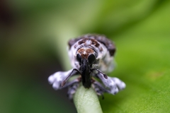 Peridinetus irroratus