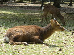 Cervus nippon