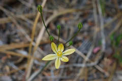 Triteleia ixioides