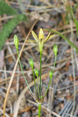 Triteleia ixioides