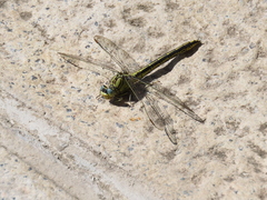 Gomphus pulchellus