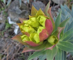 Euphorbia rigida