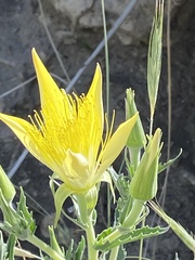 Mentzelia laevicaulis