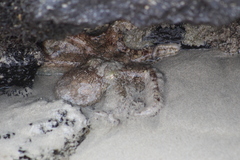 Octopus oculifer