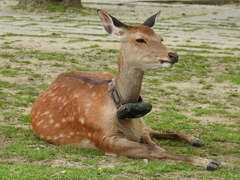 Cervus nippon