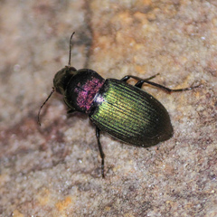 Neoaulacoryssus speciosus