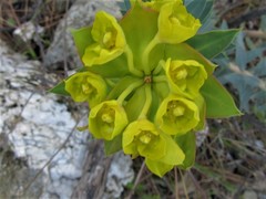 Euphorbia rigida