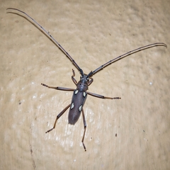 Eburia maccartyi