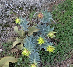 Euphorbia rigida